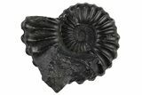 Jurassic Ammonite (Buchiceras) Fossil - Peru #262656-1